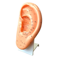 Ohrmodell mit Ständer, 23 cm