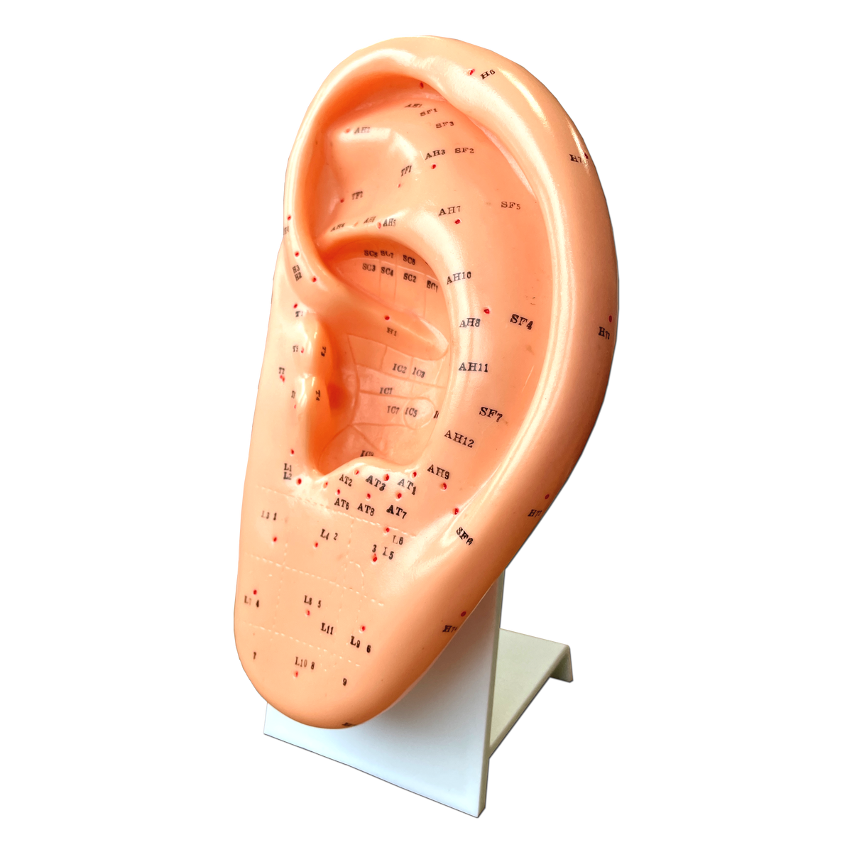 Ohrmodell mit Ständer, 23 cm