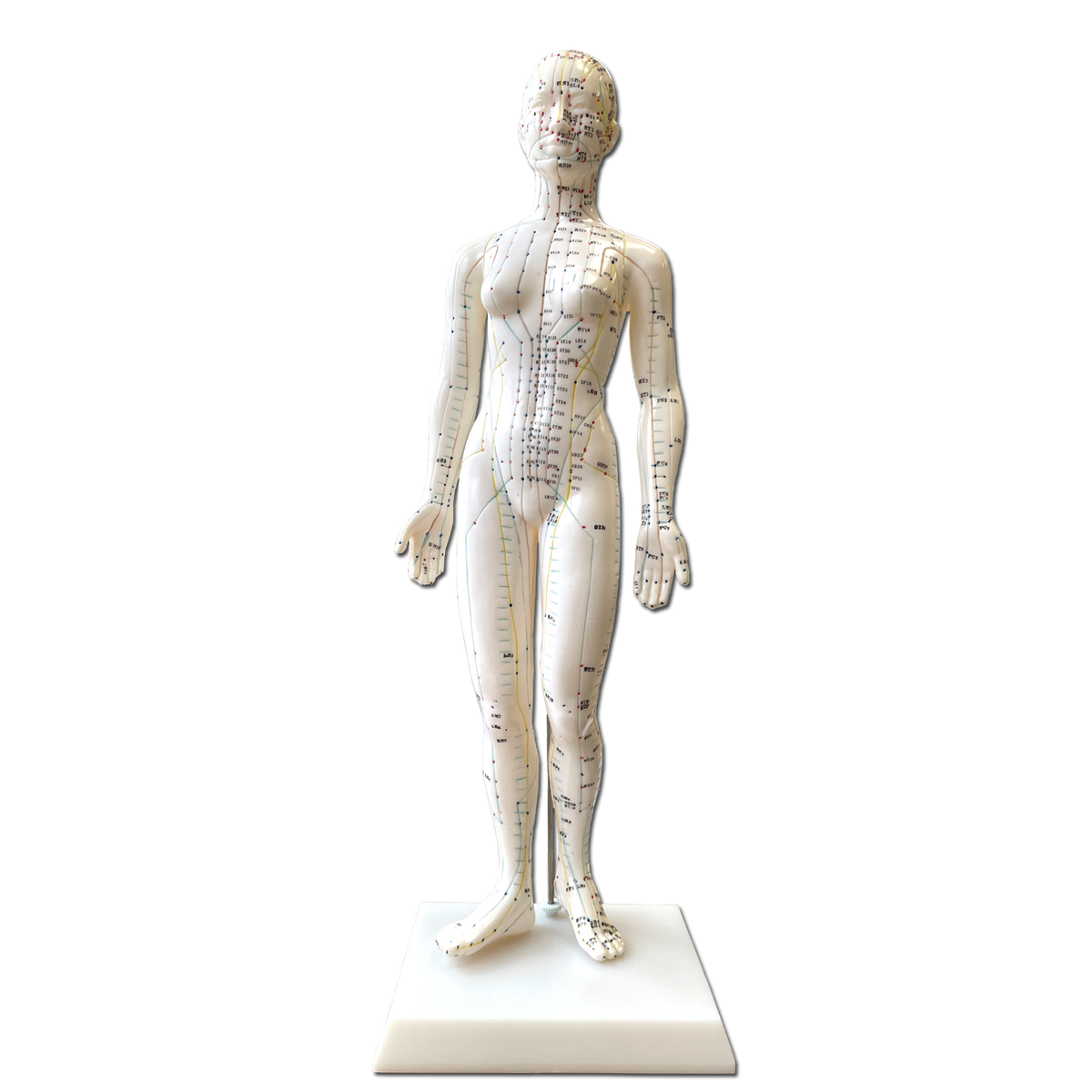 Akupunktur-Körpermodell weiblich, 48 cm