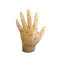 Akupunktur-Handmodell mit 41 Punkten, 13 cm