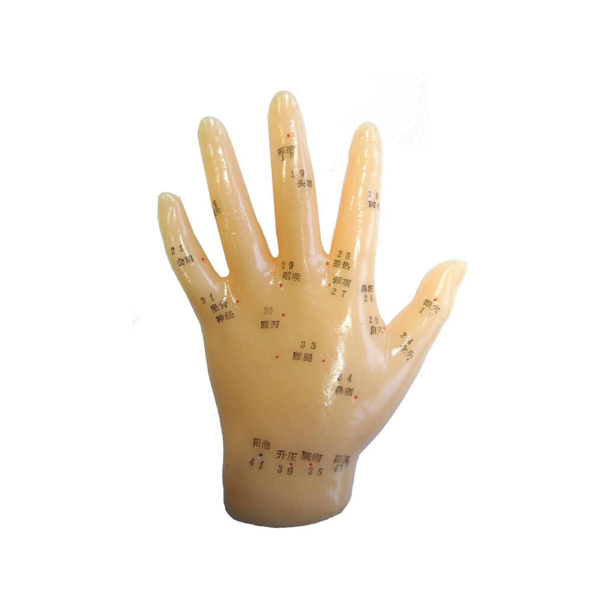 Akupunktur-Handmodell mit 41 Punkten, 13 cm